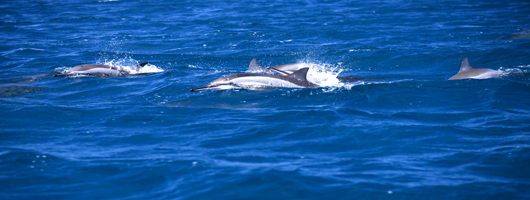 Dolphins off the coast of Mauritius