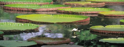 See the Pamplemousses Botanical Garden on your holiday to Mauritius